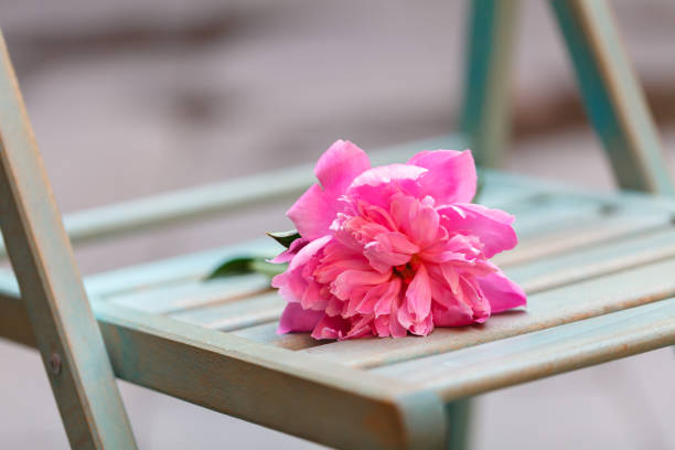 istock Bad date, lonely flower left in cafe 818456336