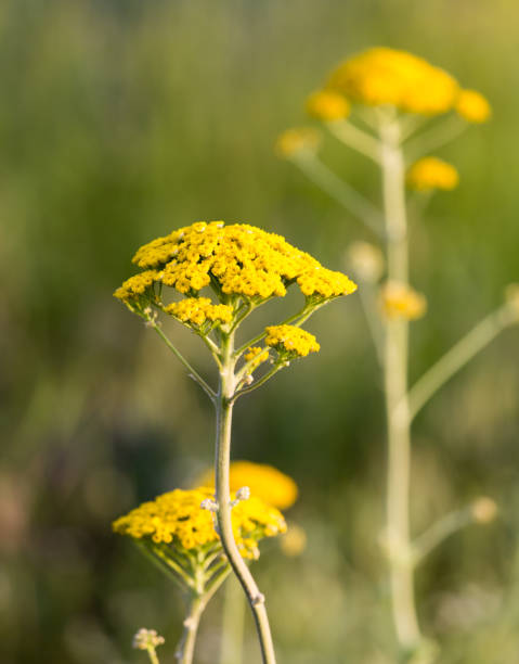 istock yellow flower in nature 818498508