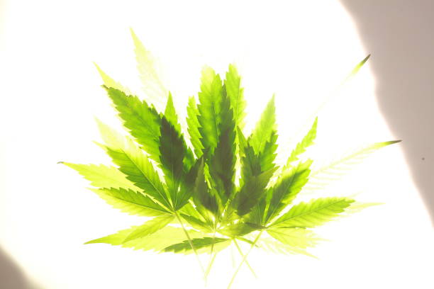 istock Cannabis leaf green leaves marijuana 818509502