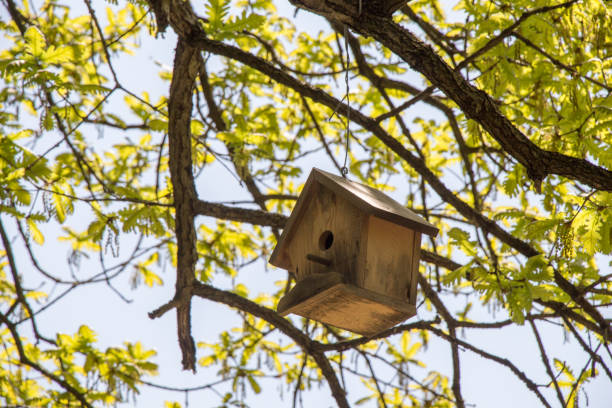 istock Bird house made of wood 818509844