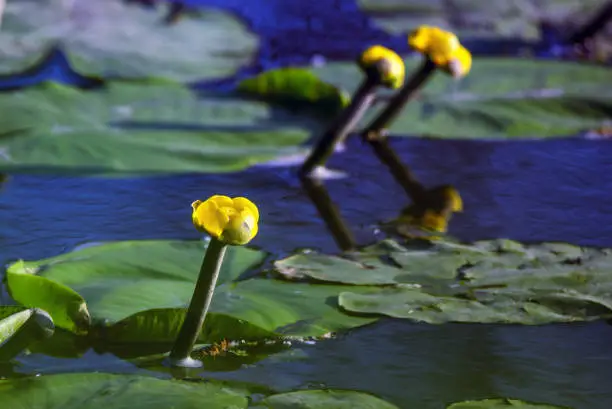 Yellow water-lily or Nuphar lutea blossoms in summer river