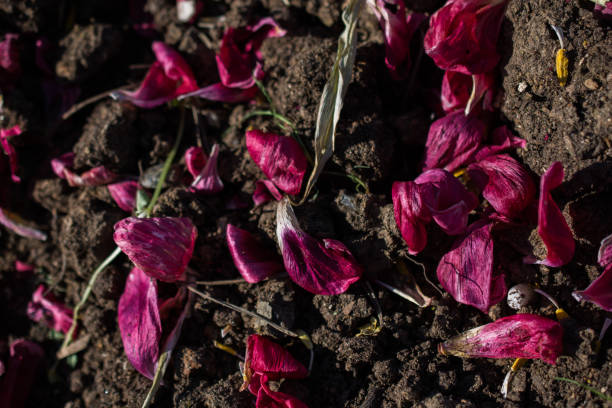 istock Flower petals on soil background 818522442
