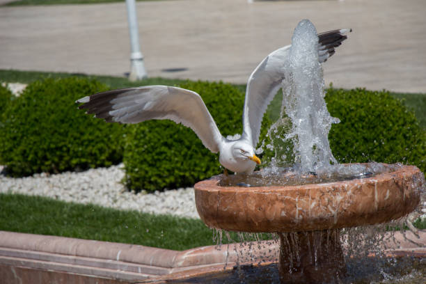 istock Single seagull by the side of a fountain 818527164
