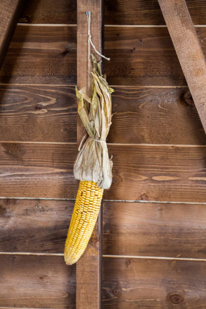 cob 커널에 마른 옥수수는 껍질을 벗 겨 - broom corn 뉴스 사진 이미지