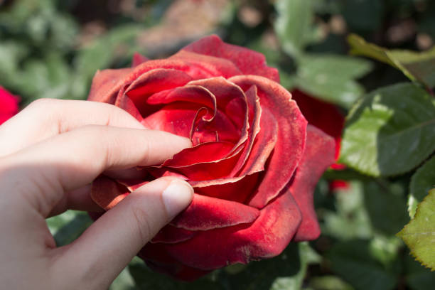 istock Beautiful colorful Rose Flower in hand 818529026