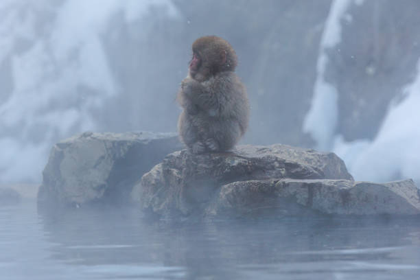 istock Baby snow monkey freezing outside of hot spa 818529152
