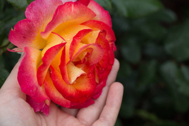 Hand holding a  colorful Rose Flower