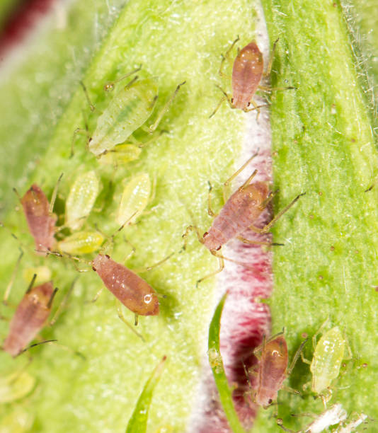 istock aphids on the plant. close 818592226
