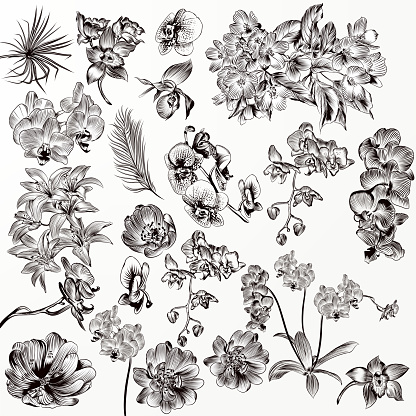 Big set or collection of vector hand drawn orchid flowers in engraved style