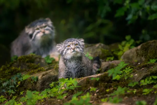This cute baby Manul was exploring her surroundings as mother always kept a watching eye on her baby. It was just to cute to see this young cat explore, play and annoy her mother. After 10-15 minutes he got tired and went to sleep outside the view of my camera, but it was great to see!