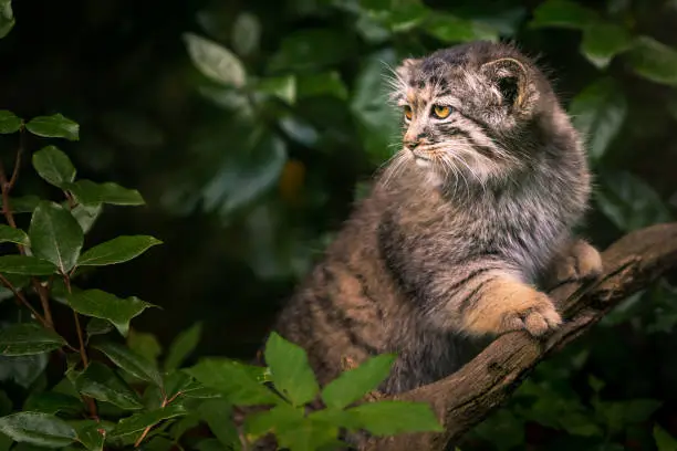 This cute baby Manul was walking around in her enclosure when she decided to strike some amazing poses. I was a happy photographer!