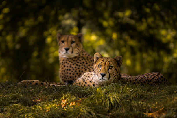 cheetah paar - afrika afrika stockfoto's en -beelden