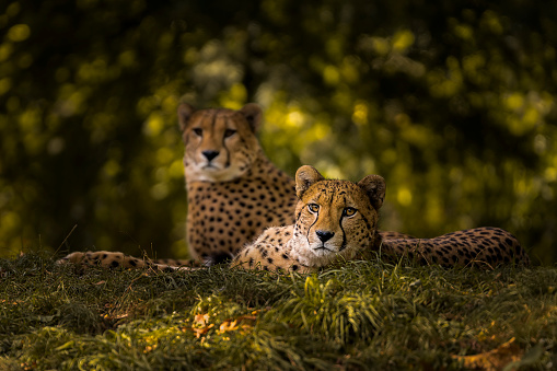 A Cheetah couple in the Cologne zoo in Germany. These two Cheetahs were among the most relaxed animals I've ever seen in a zoo. They were totally relaxed and behaved like 'normal' cheetahs. The habitat was nice and great for photographers! No glass!!! And still eye to eye on a really close distance! Amazing!