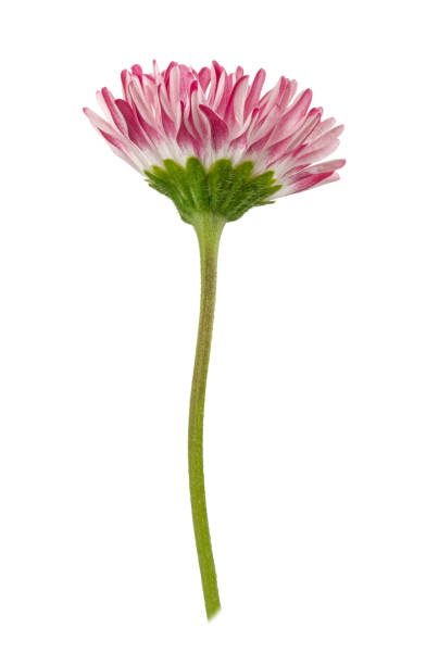 istock Daisy flower isolated on a white 818617396