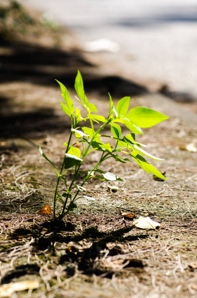 istock Green Plant grows near road 818652540