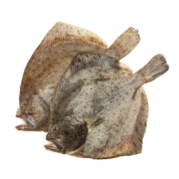 istock Psetta maxima (flounder  ） Silvotto, Flatfish, One animal, Animal, Cut out 818655342