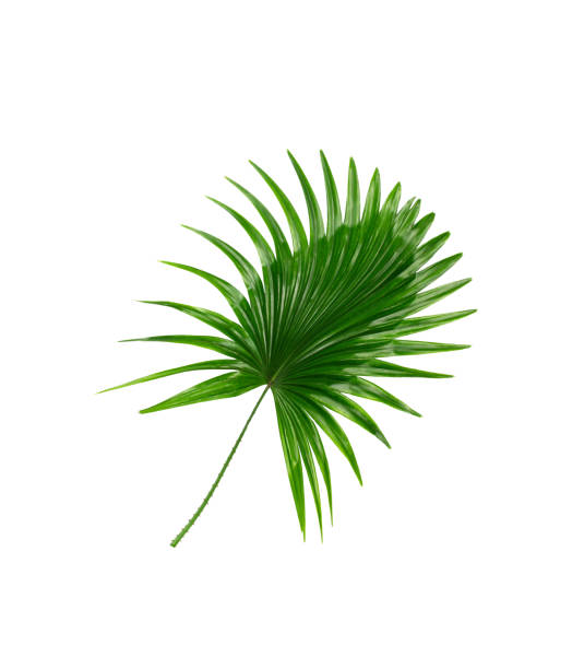 istock Green leaves of palm tree on white background 818655968
