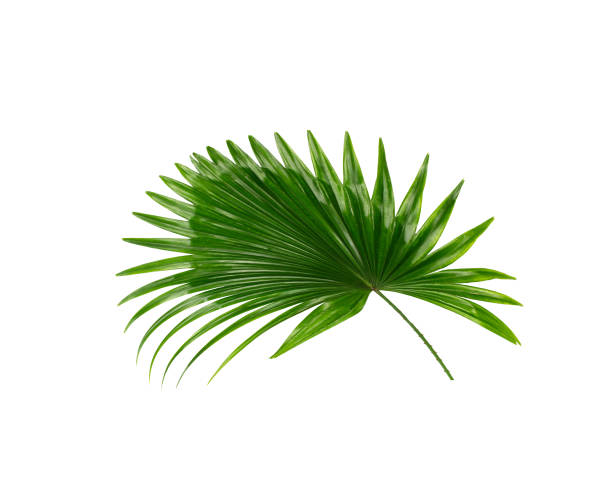 istock Green leaf of palm tree background 818663036