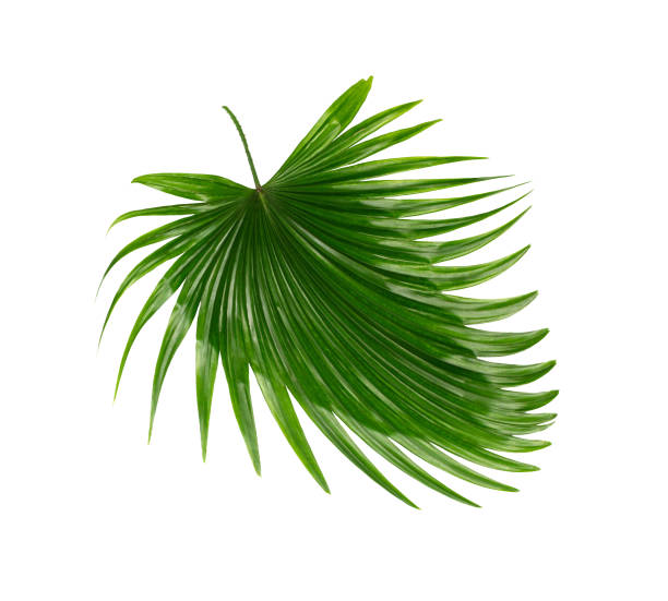 istock Green leaves of palm tree on white background 818663104