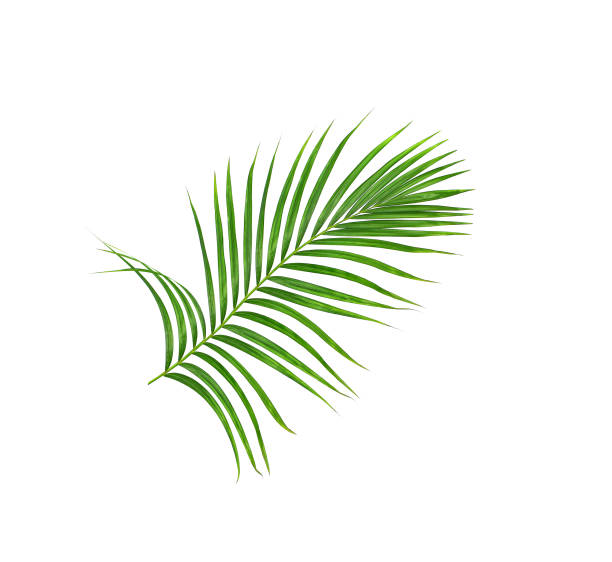 istock Green leaves of palm tree isolated on white background 818668828