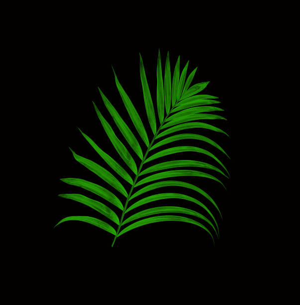 istock Green leaves of palm tree isolated on black background 818668874