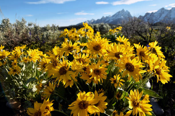 istock Rocky Mountain Spotted Sunshine 818681098