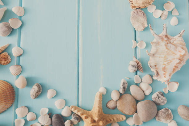 istock Seashells on blue wood, sea vacation background 818686646