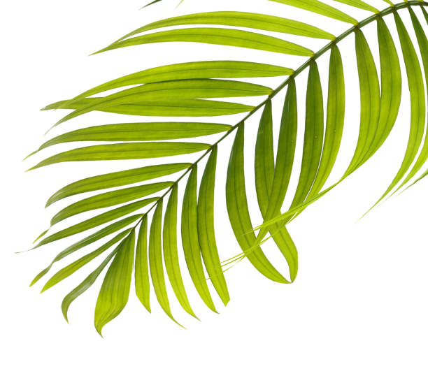 istock Green leaves of palm tree on white background 818688552