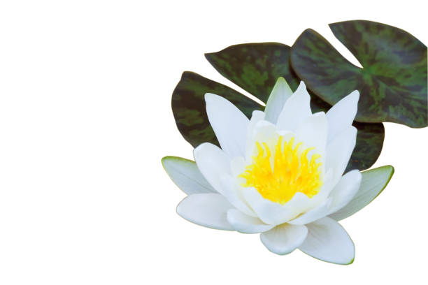 istock flower of a white water lily. isolated 818690136