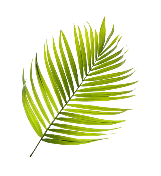 istock Green leaves of palm tree on white background 818690564