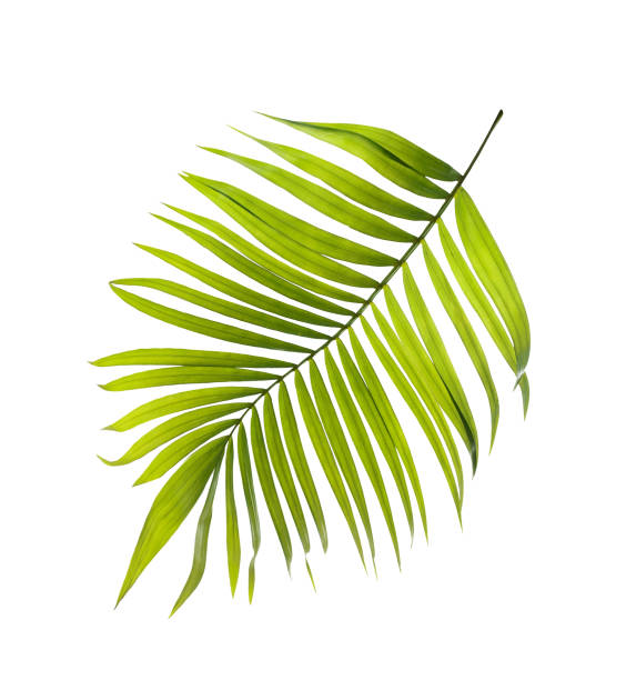 istock Green leaves of palm tree on white background 818690586