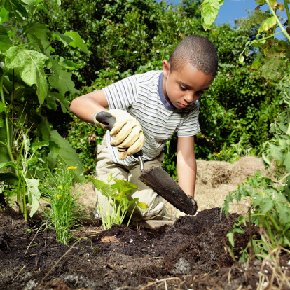 Young mixed race boy enjoys the wonder on the garden digging with small trowel 