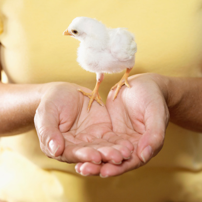 Women holds young chick in palm of hands 