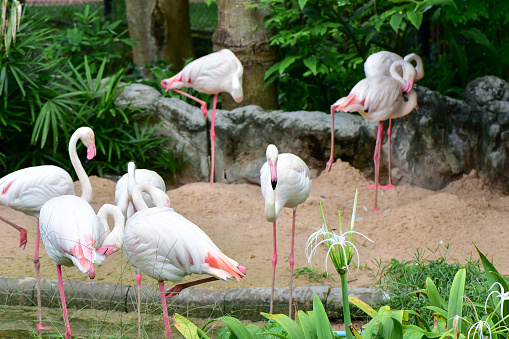 White Flamingo Standing For Food In A Swamp Stock Photo Biology Diagrams