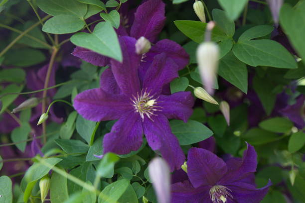 istock Clematis purple bush in the garden 818703940
