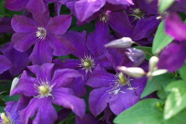 istock Clematis purple bush in the garden 818704802