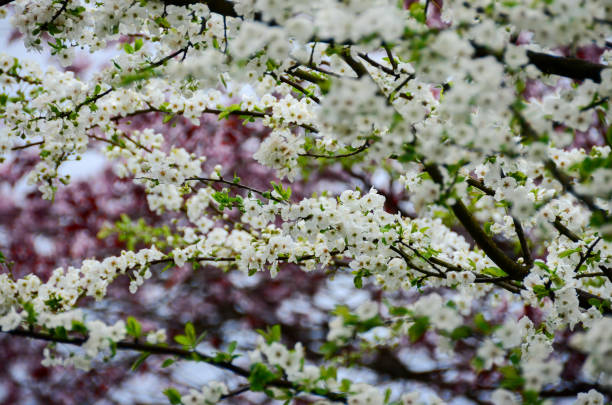 istock cherry blossom in gardent from Hallstatt Bahnhst austria 818708172