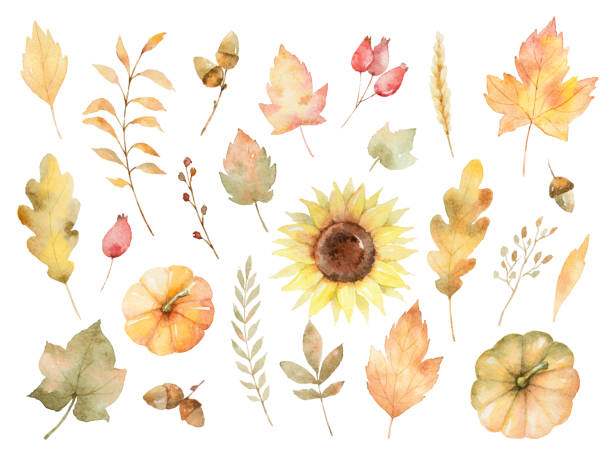 Watercolor autumn set of leaves, branches, flowers and pumpkins isolated on white background. Watercolor autumn set of leaves, branches, flowers and pumpkins isolated on white background. Thanksgiving illustration for your design. watercolor thanksgiving stock illustrations
