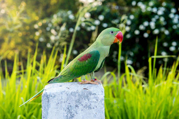 istock Parrot, lovely bird, animal and pet 818713704