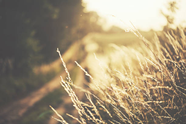 istock Hidden way through the meadows in bright evening light 818714758