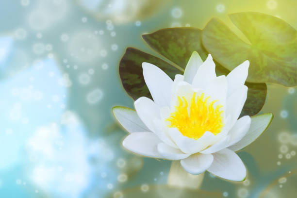 istock Flower of a white water lily on a colored background 818735272