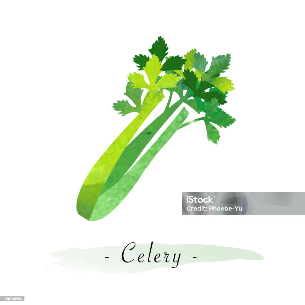 Colorful watercolor texture vector healthy vegetable celery Celery stock vector