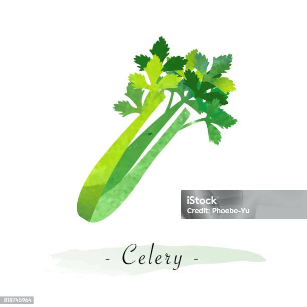 Colorful Watercolor Texture Vector Healthy Vegetable Celery Stock Illustration - Download Image Now