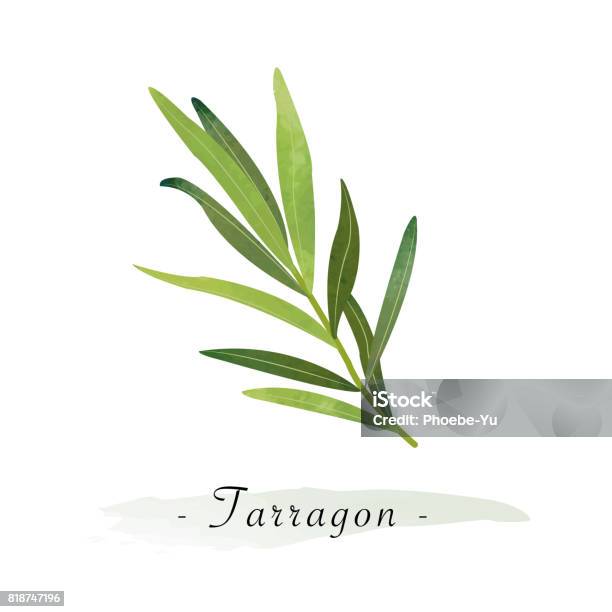 Colorful Watercolor Texture Vector Healthy Vegetable Tarragon Stock Illustration - Download Image Now