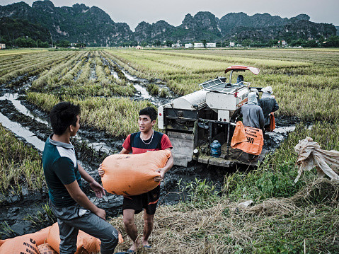 Farmers harvesting rice in Ninh Binh Vietnam