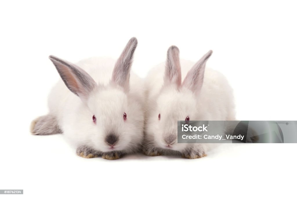 Small Rabbit White Background Two White Small Rabbits Isolated On White Background Stock Photo ...