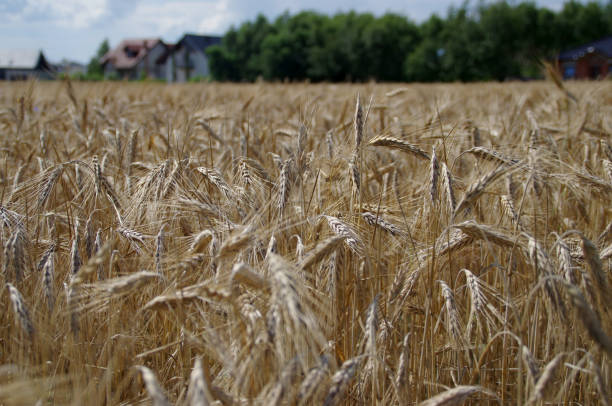 istock Field of ripe grain and farm 818775920