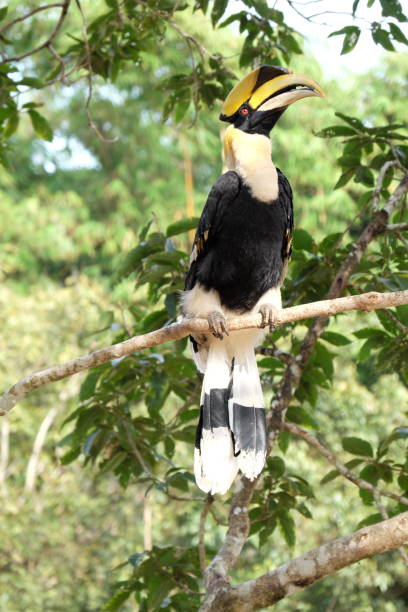 istock Buceros bicornis. great pied hornbill 818778270