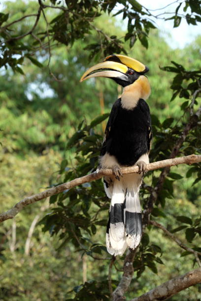 istock Buceros bicornis. great pied hornbill 818778750
