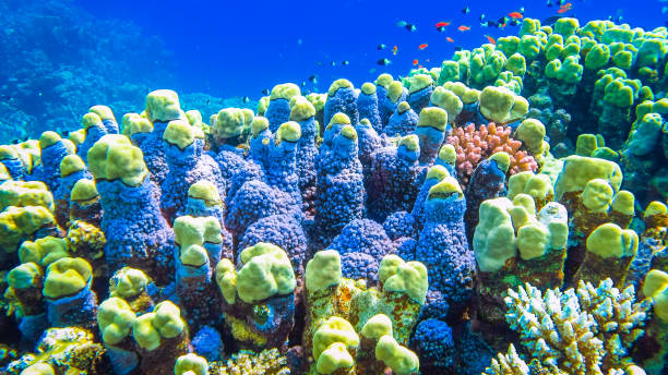 istock Hard corals and small fish in the Red Sea. Egypt 818785940